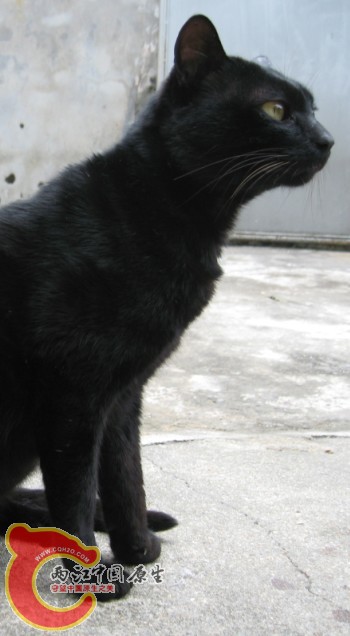 黑猫咪001.jpg