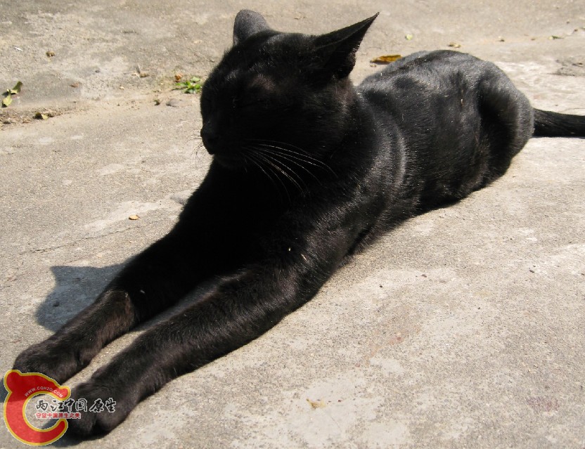 黑猫咪003.jpg