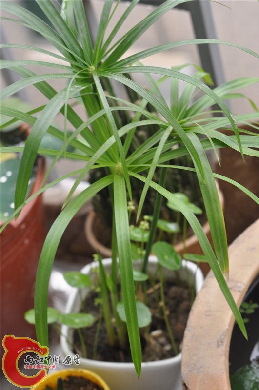 水草001.jpg