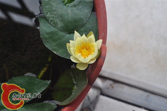 睡莲-007.jpg