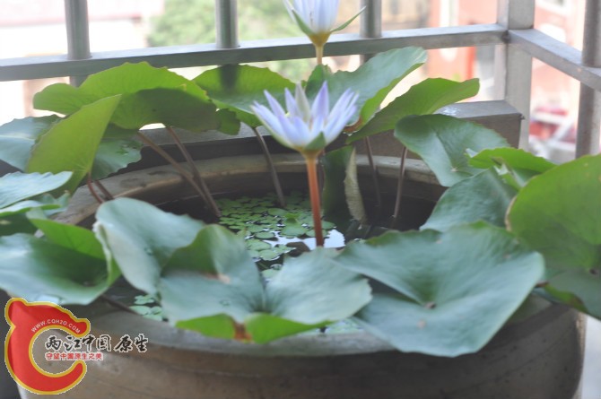 睡莲-008.jpg