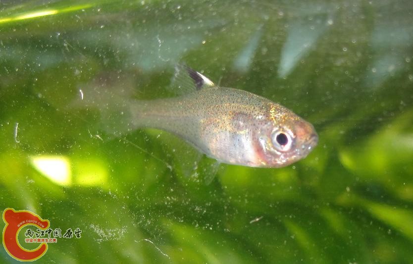 小鱼.JPG