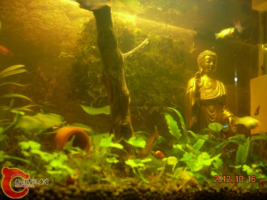 草缸-七个月-2012.10.16-DSCN1189.jpg