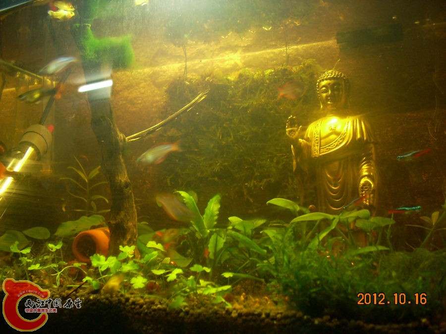 草缸-七个月-2012.10.16-DSCN1171.jpg