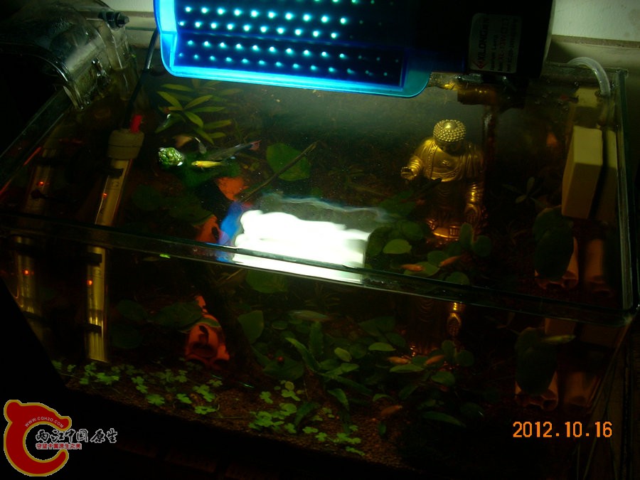 草缸-七个月-2012.10.16-DSCN1186.jpg