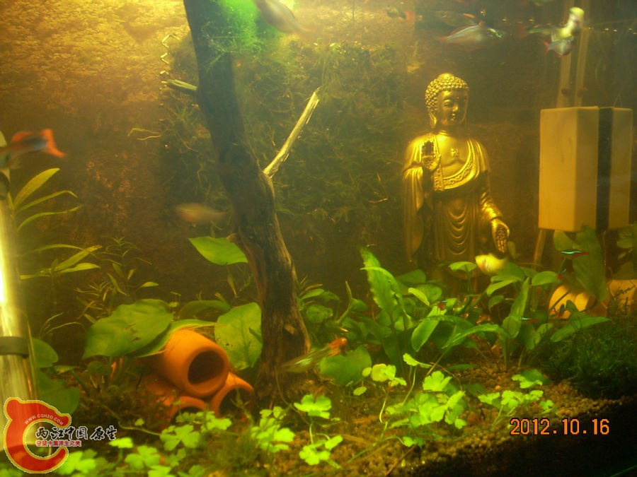 草缸-七个月-2012.10.16-DSCN1187.jpg