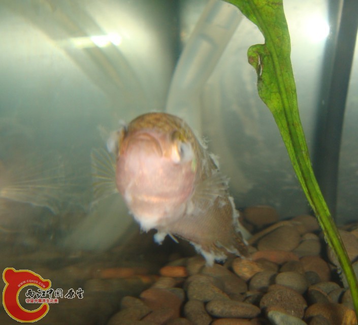 水霉病？8.jpg