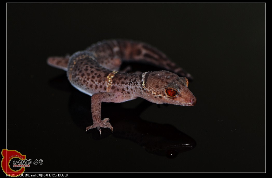 DSC_8103.jpg