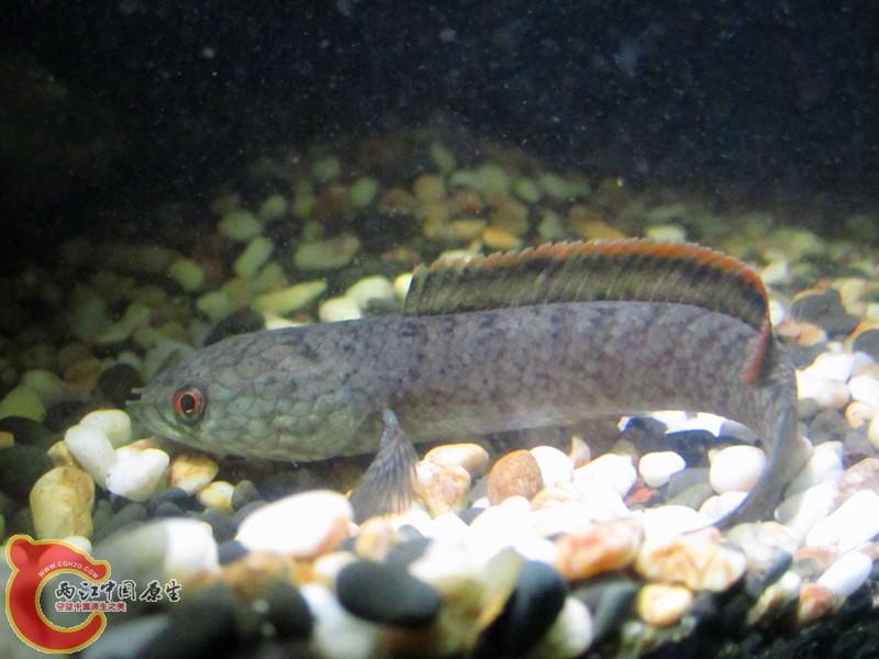 IMG_6427_副本.jpg