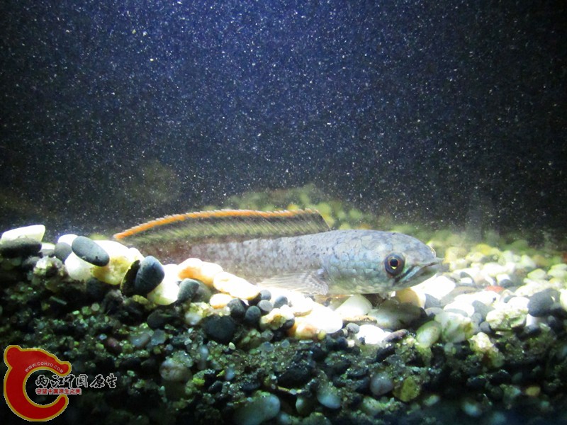IMG_6438_副本.jpg