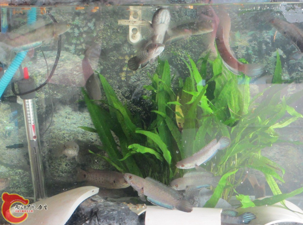 捕食2.jpg