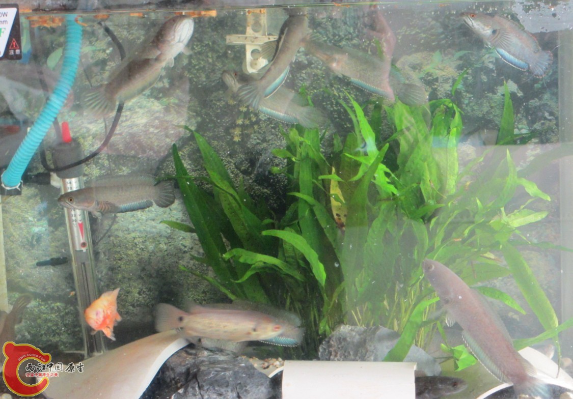 捕食3.jpg