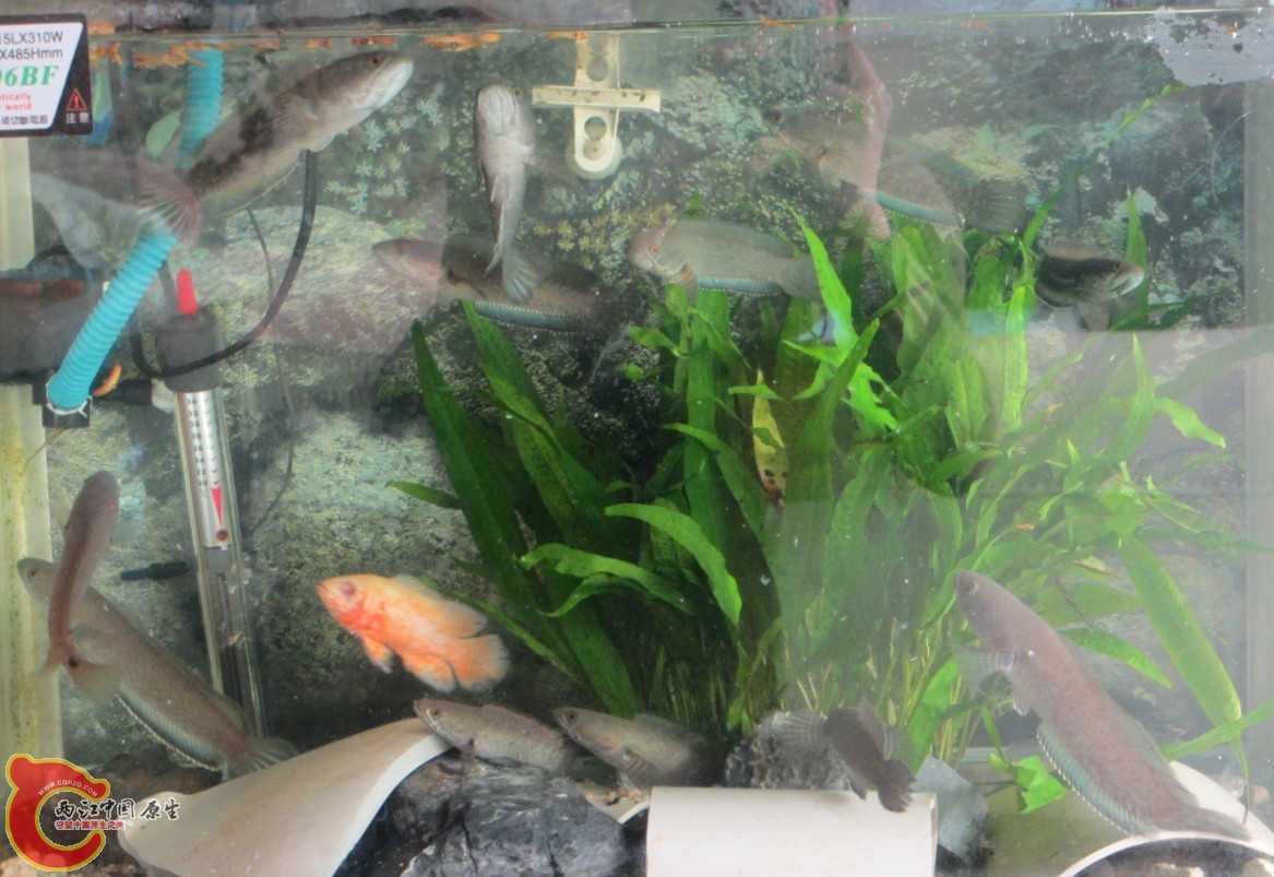 捕食4.jpg