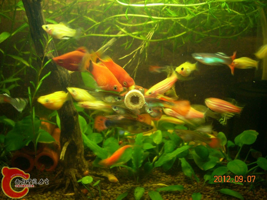 贴片鱼粮 2012.09.07-DSCN0787.jpg