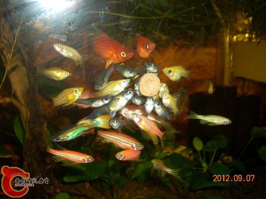 贴片鱼粮 2012.09.07-DSCN0790.jpg