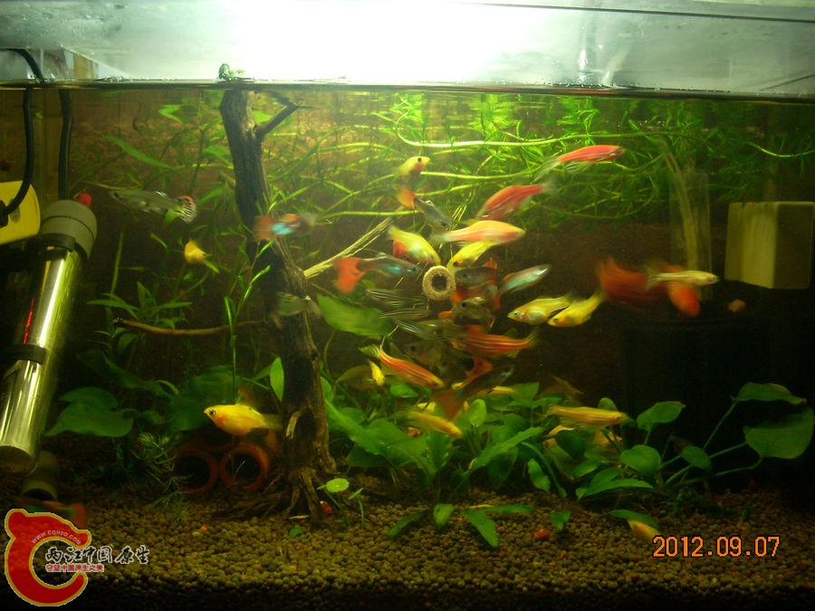 贴片鱼粮 2012.09.07-DSCN0794.jpg