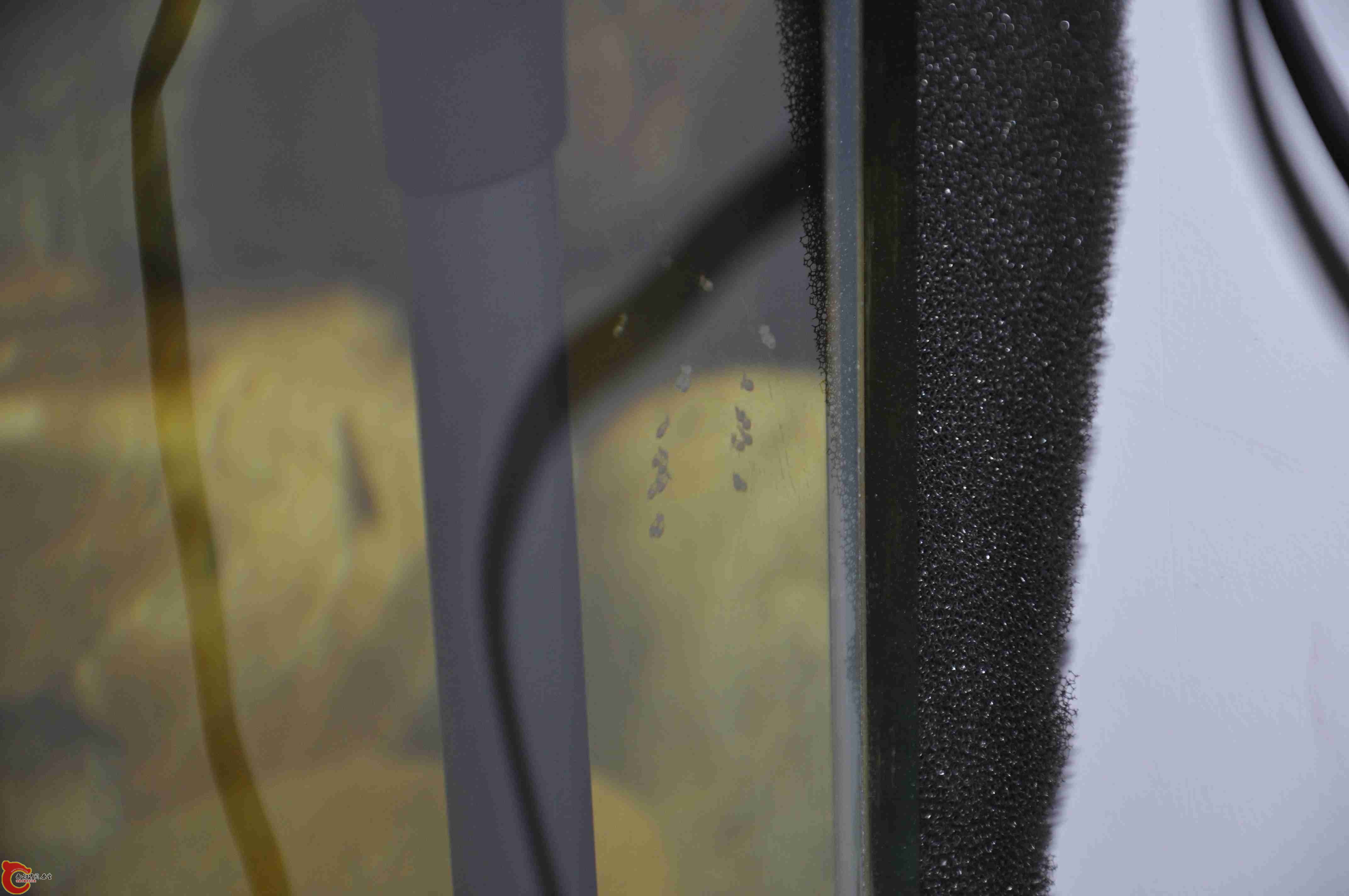 冬天里的川吻蛋