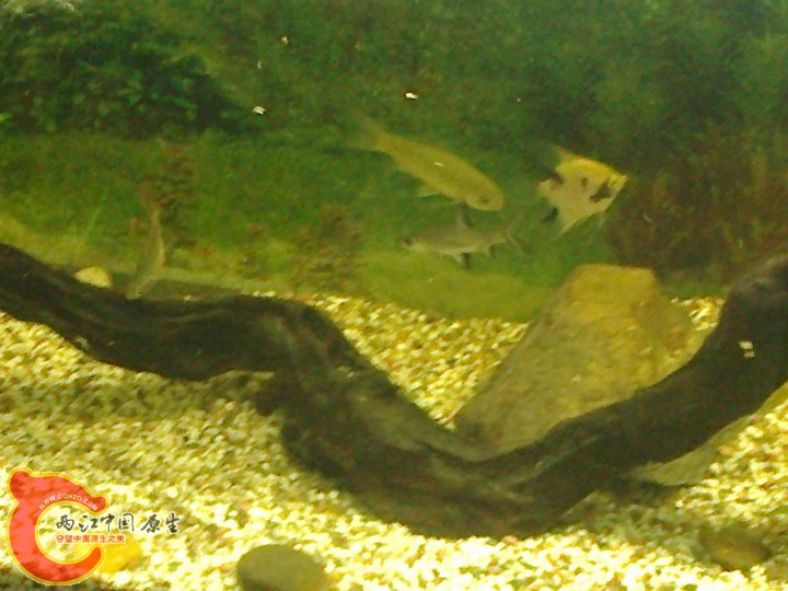 large_VdE4_7033000026fe125f.jpg