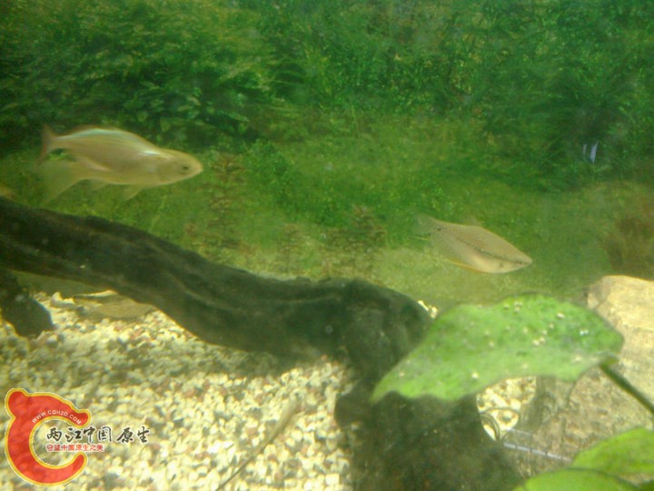large_VIQV_705b000026c0125f.jpg
