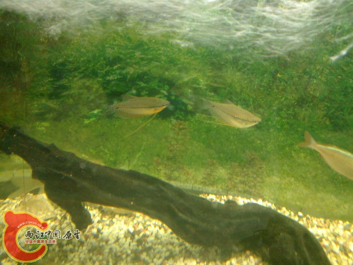 large_ZnkK_70e8000026ea125f.jpg