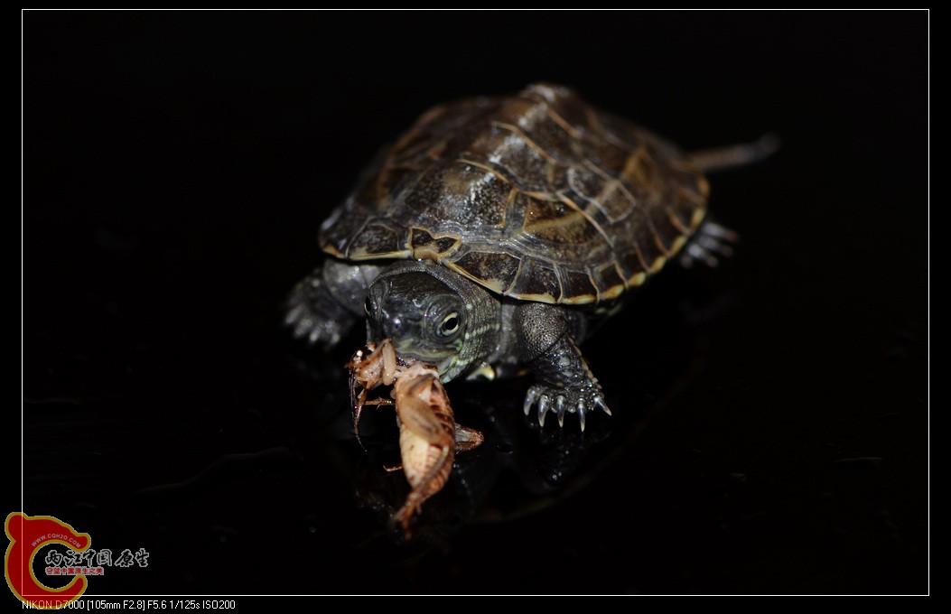 DSC_8201.jpg