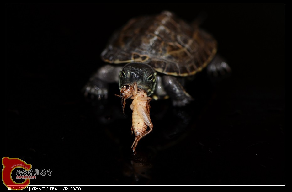 DSC_8202.jpg