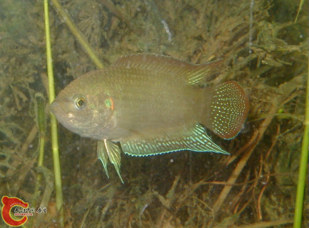 圆尾斗鱼050d.jpg
