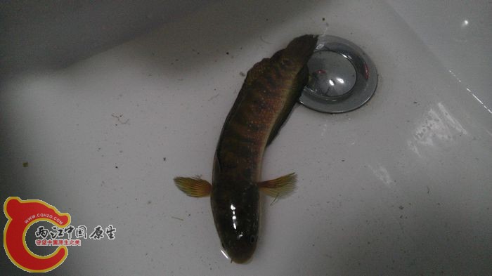 然后第二天你条缸了 