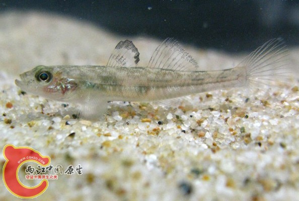 这个有点精瘦  不确定 