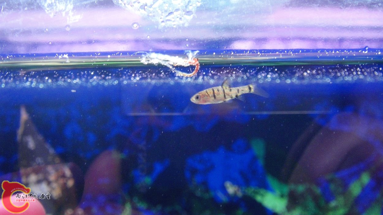 那个坏蛋咬了尾巴