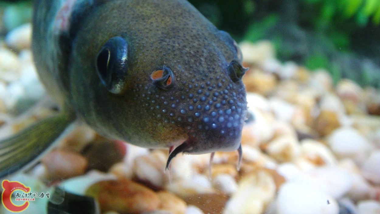 带伤一个月不死