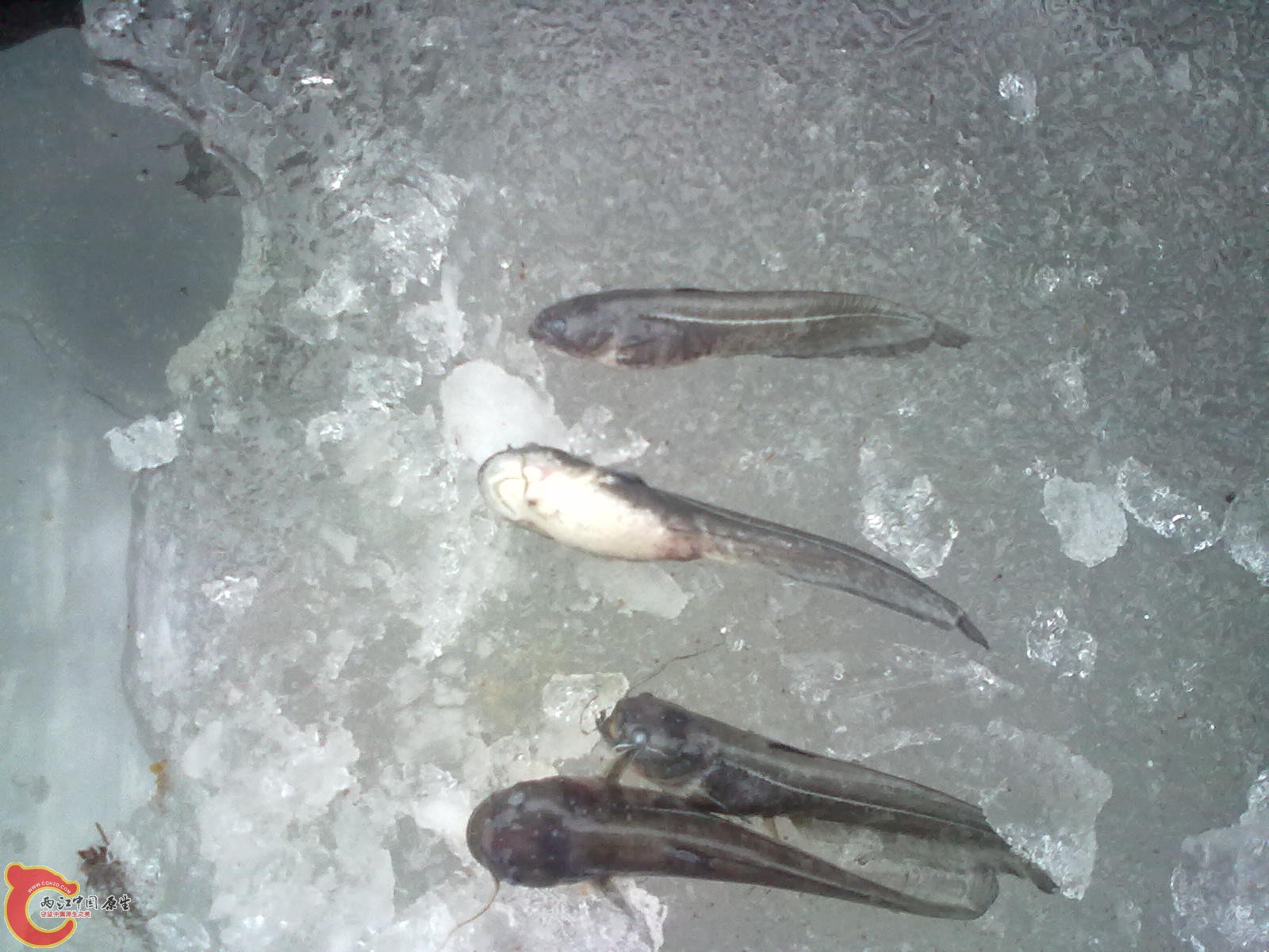20130120752.jpg