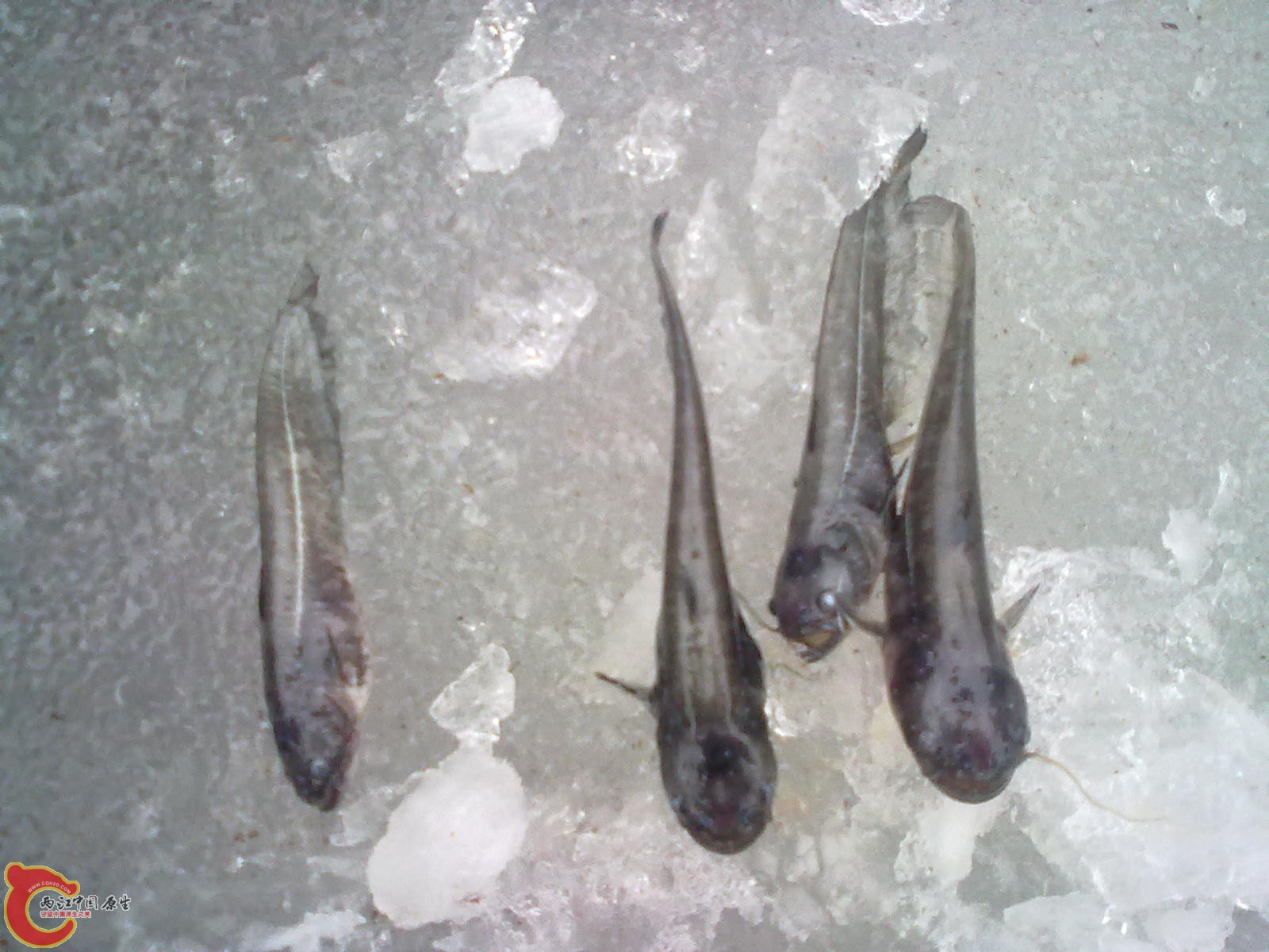 20130120754.jpg