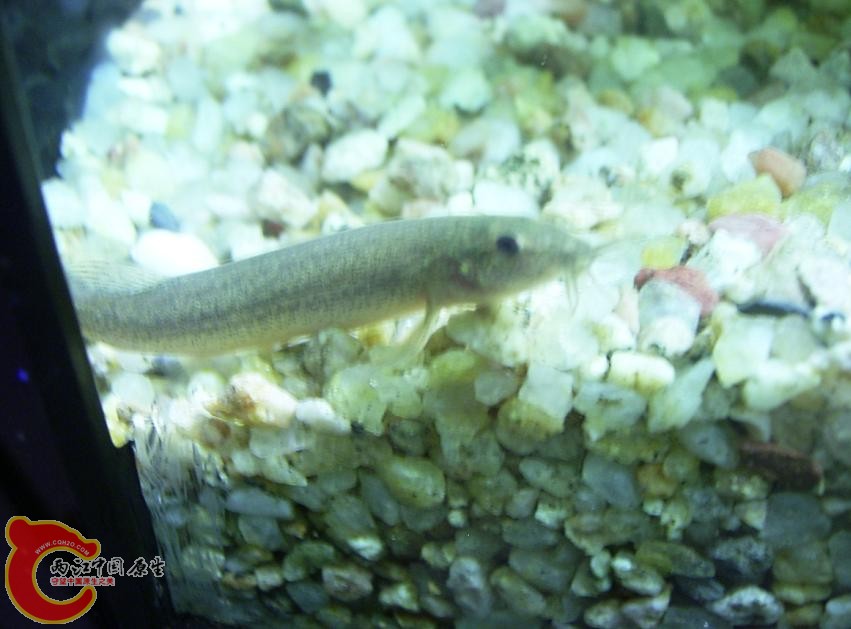 泥鳅-1.jpg