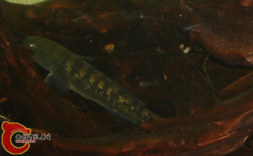 乌塘鳢1.jpg