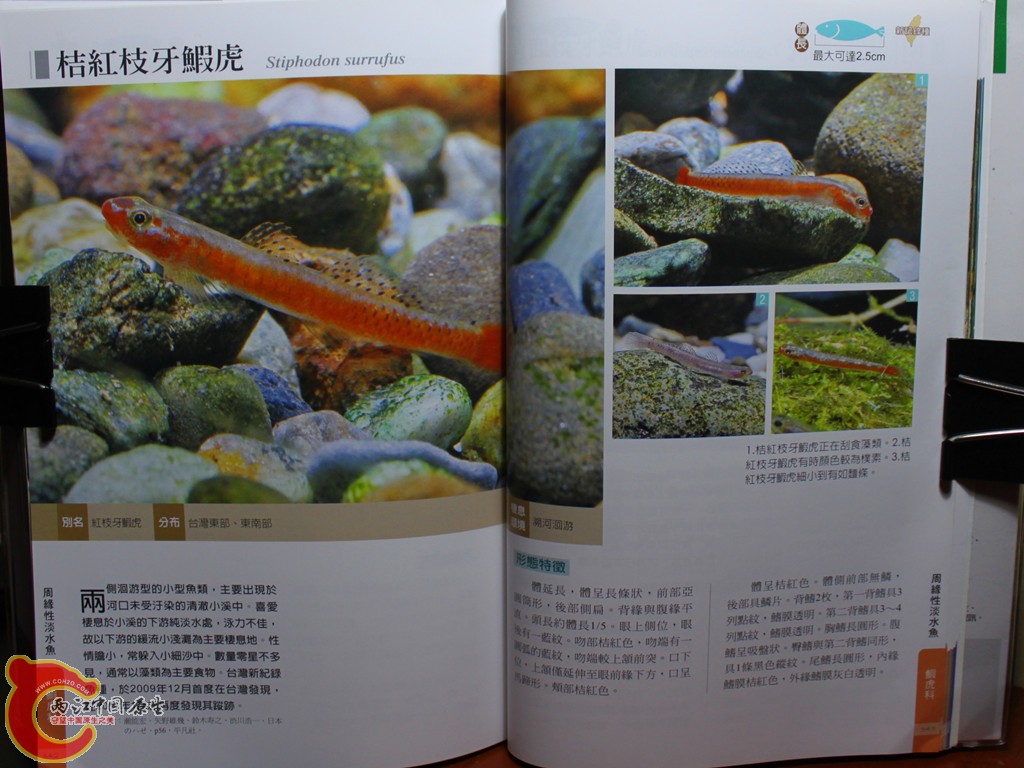 dIMG_7091_副本.jpg
