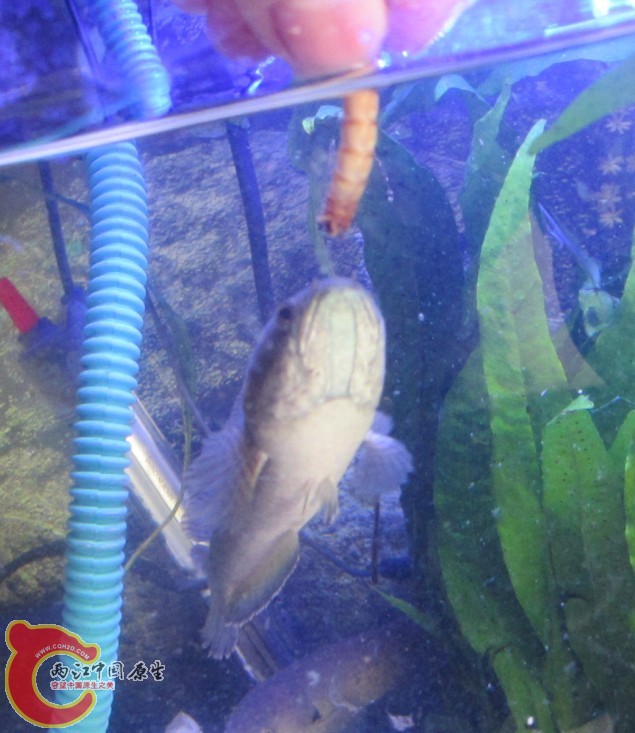 喂食.jpg