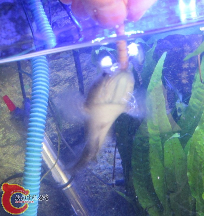 喂食1.jpg