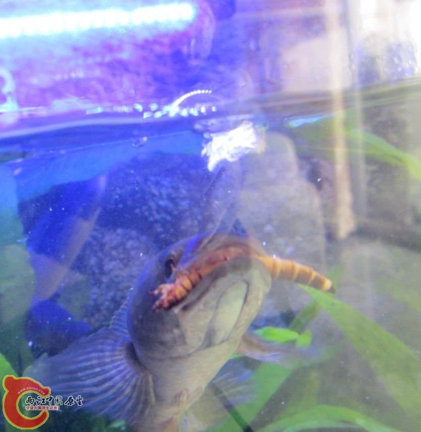 喂食6.jpg