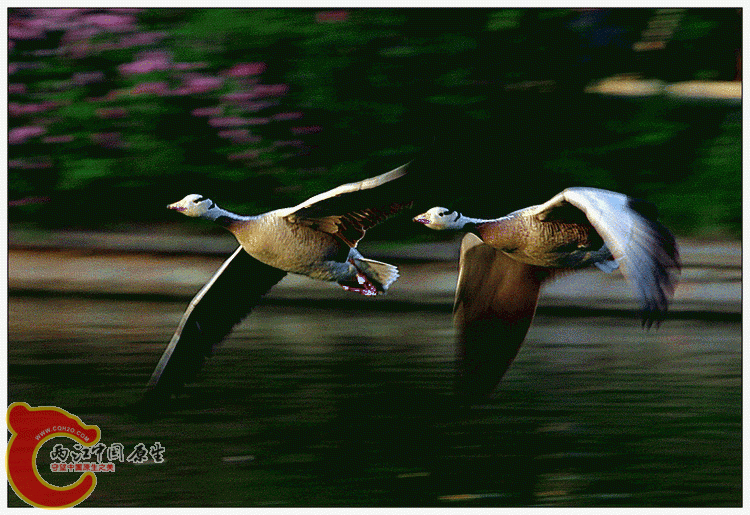 IMG_2188.gif