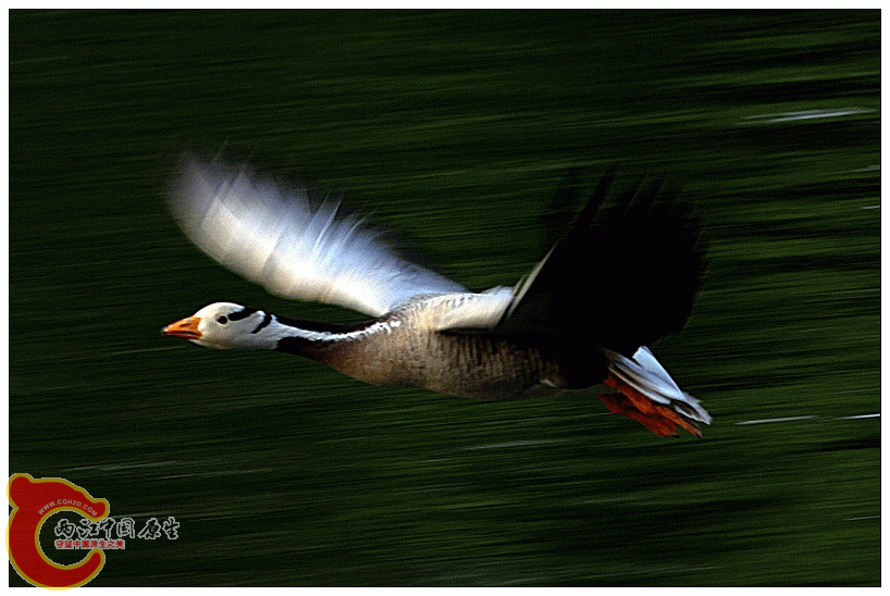 IMG_2195.gif