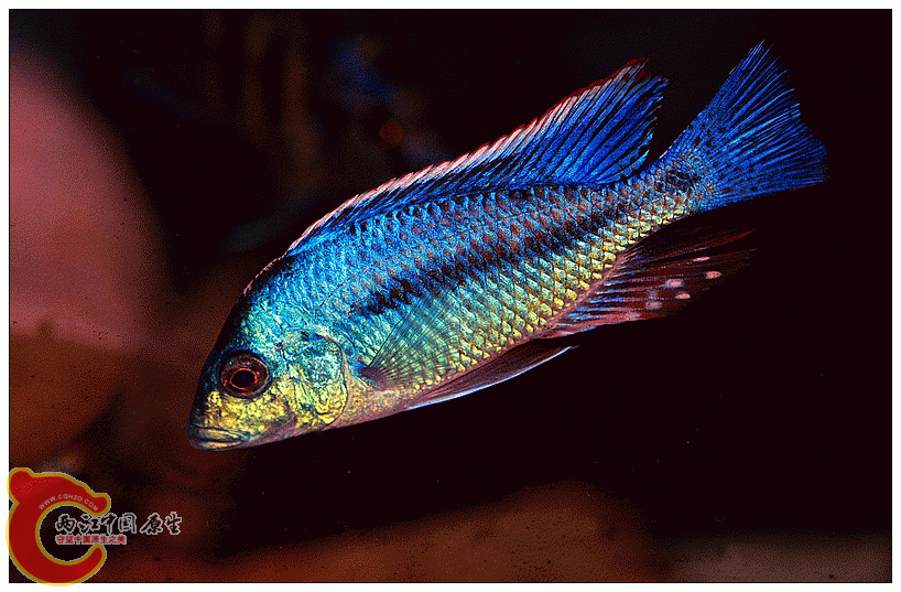 IMG_8427.gif