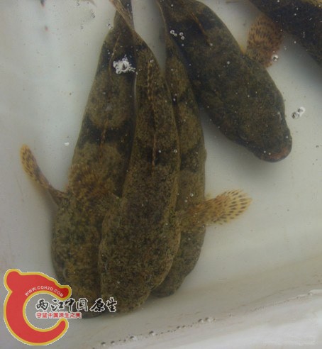 瞎胖子.jpg