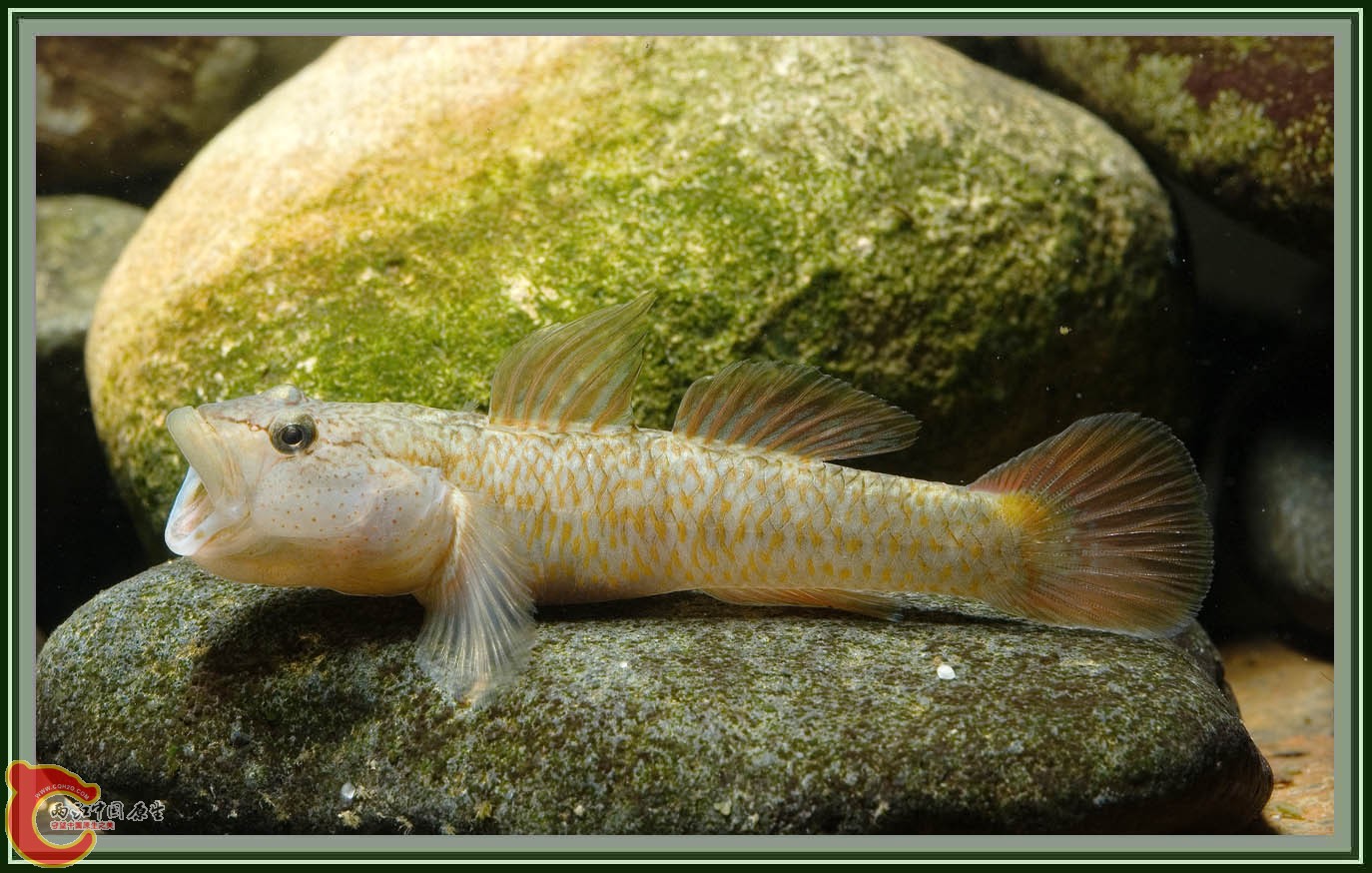 Rhinogobius flumineus-01.jpg