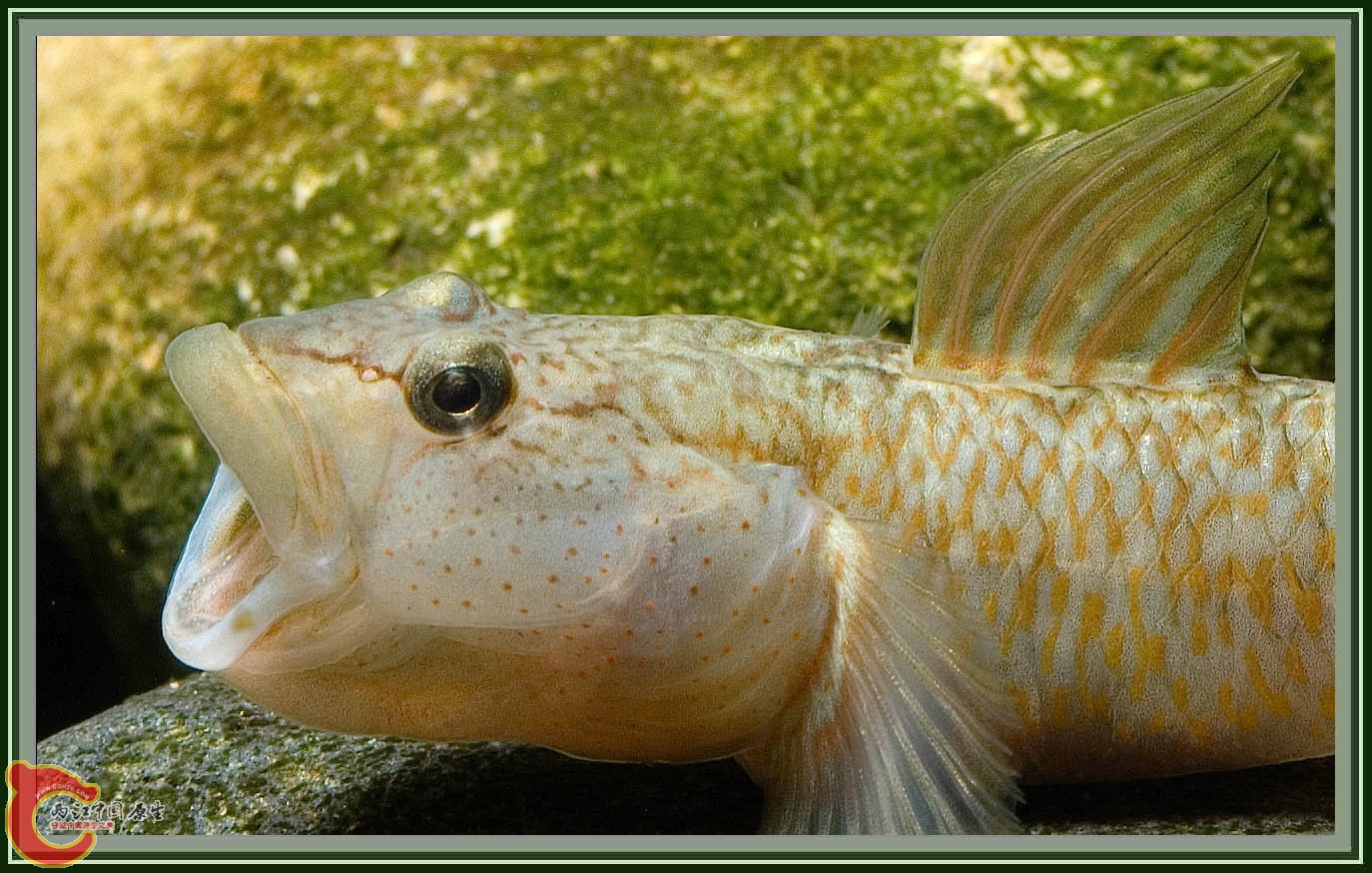 Rhinogobius flumineus-01td.jpg