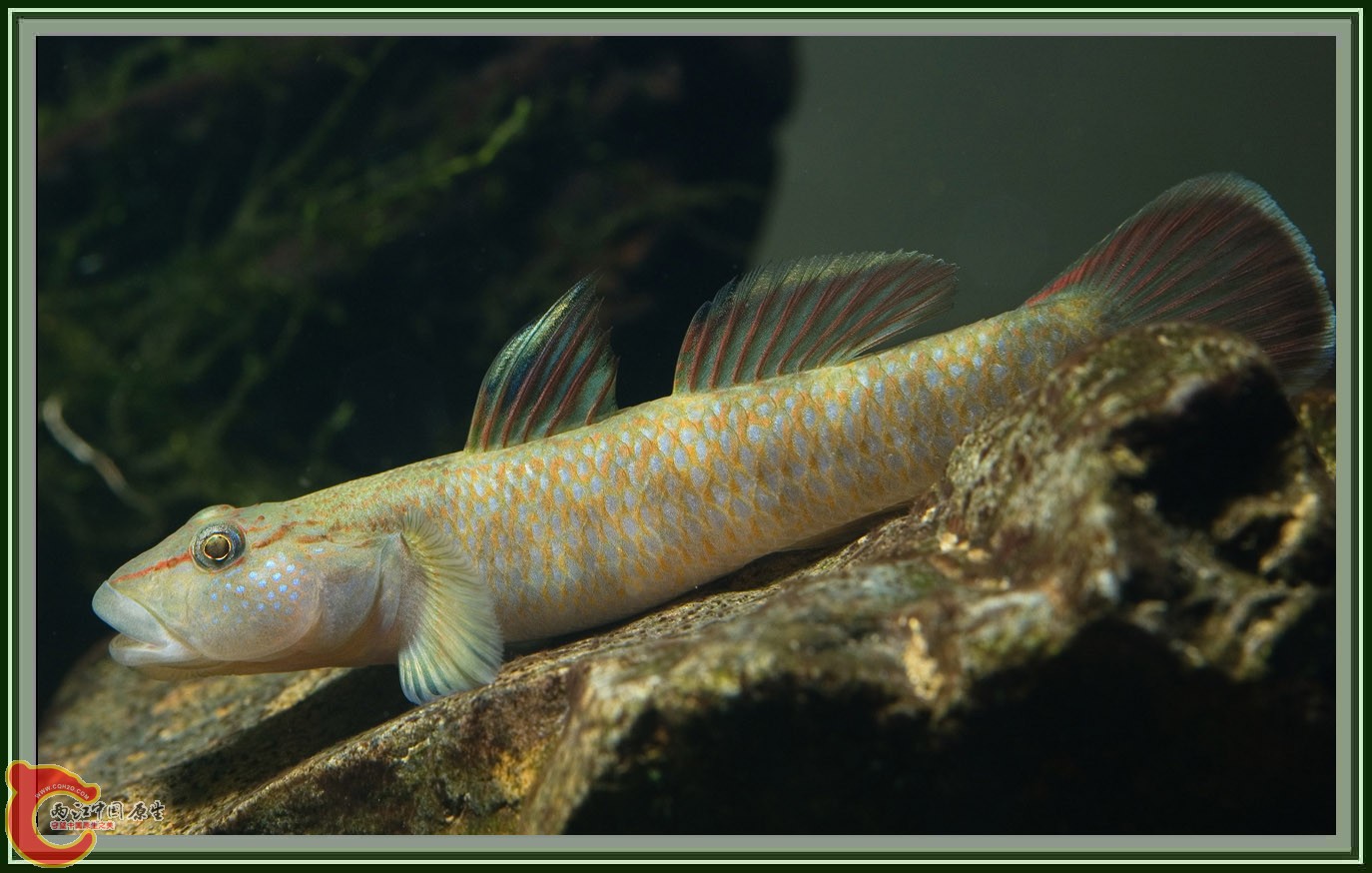 Rhinogobius_sp01.jpg