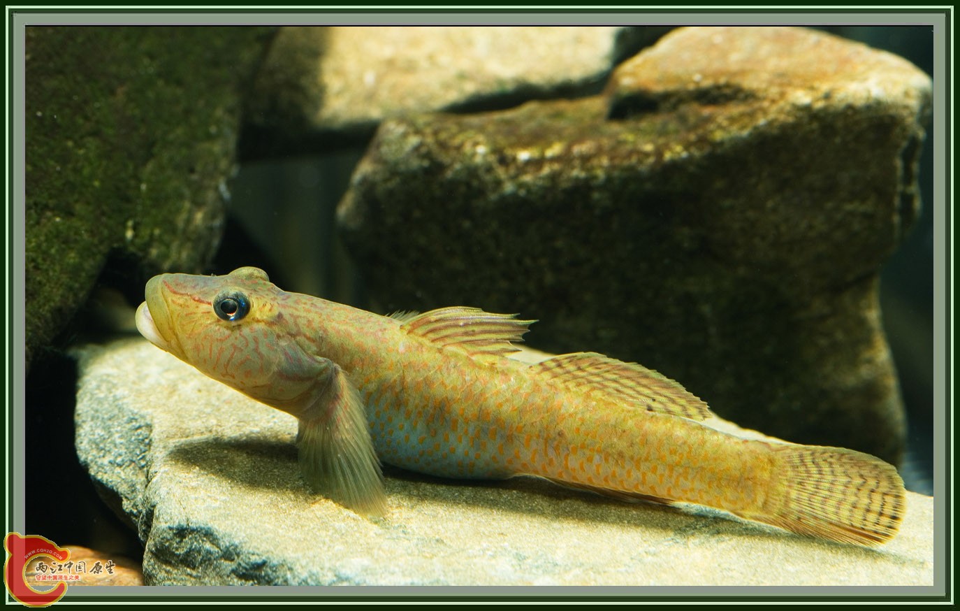 Rhinogobius_sp03.jpg