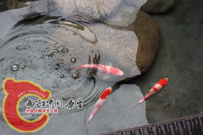 锦鲤01.jpg