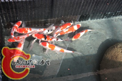 锦鲤03.jpg