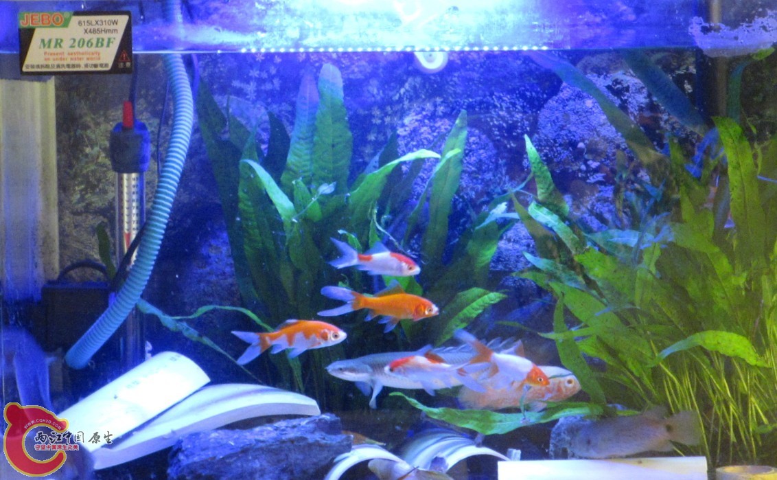 喂食8.jpg